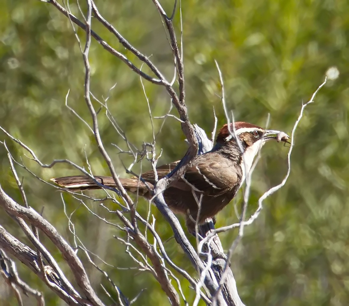 Chestnut-crowned Babbler - ML645859738