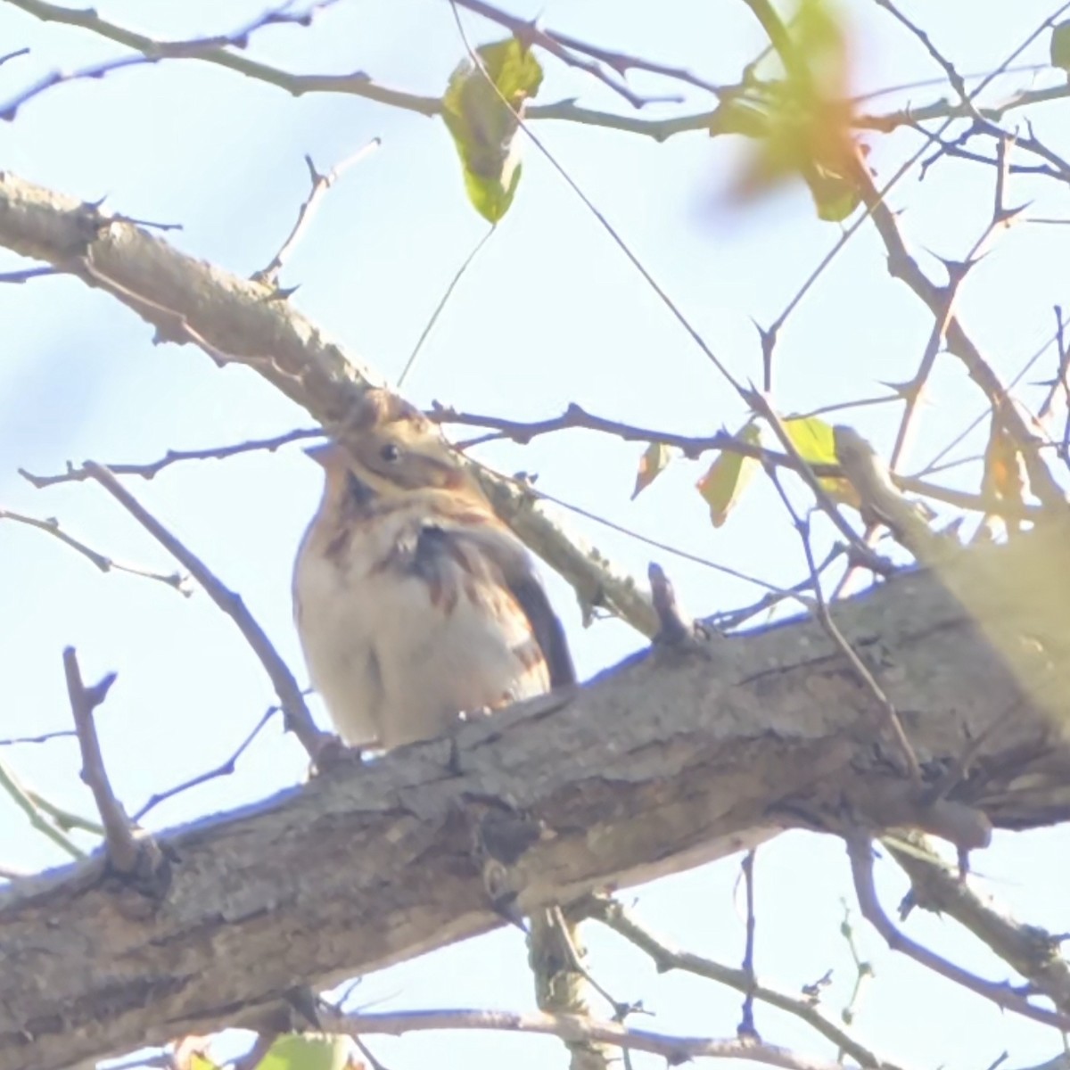 Rustic Bunting - ML645859739