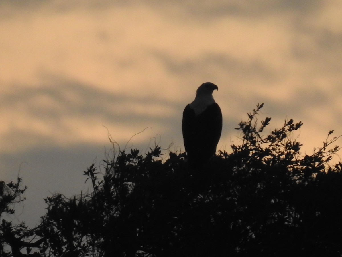 African Fish-Eagle - ML645859740