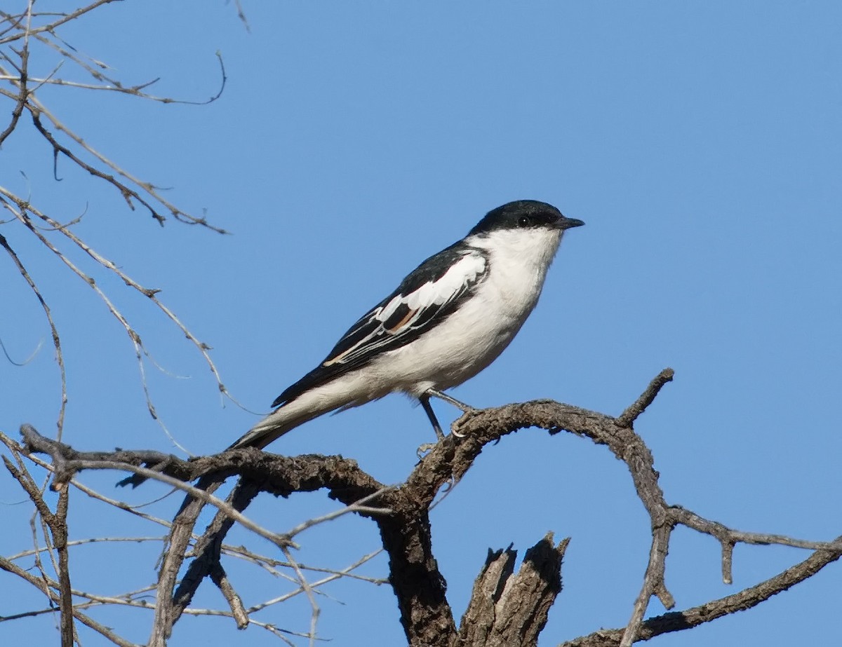 White-winged Triller - ML645859741