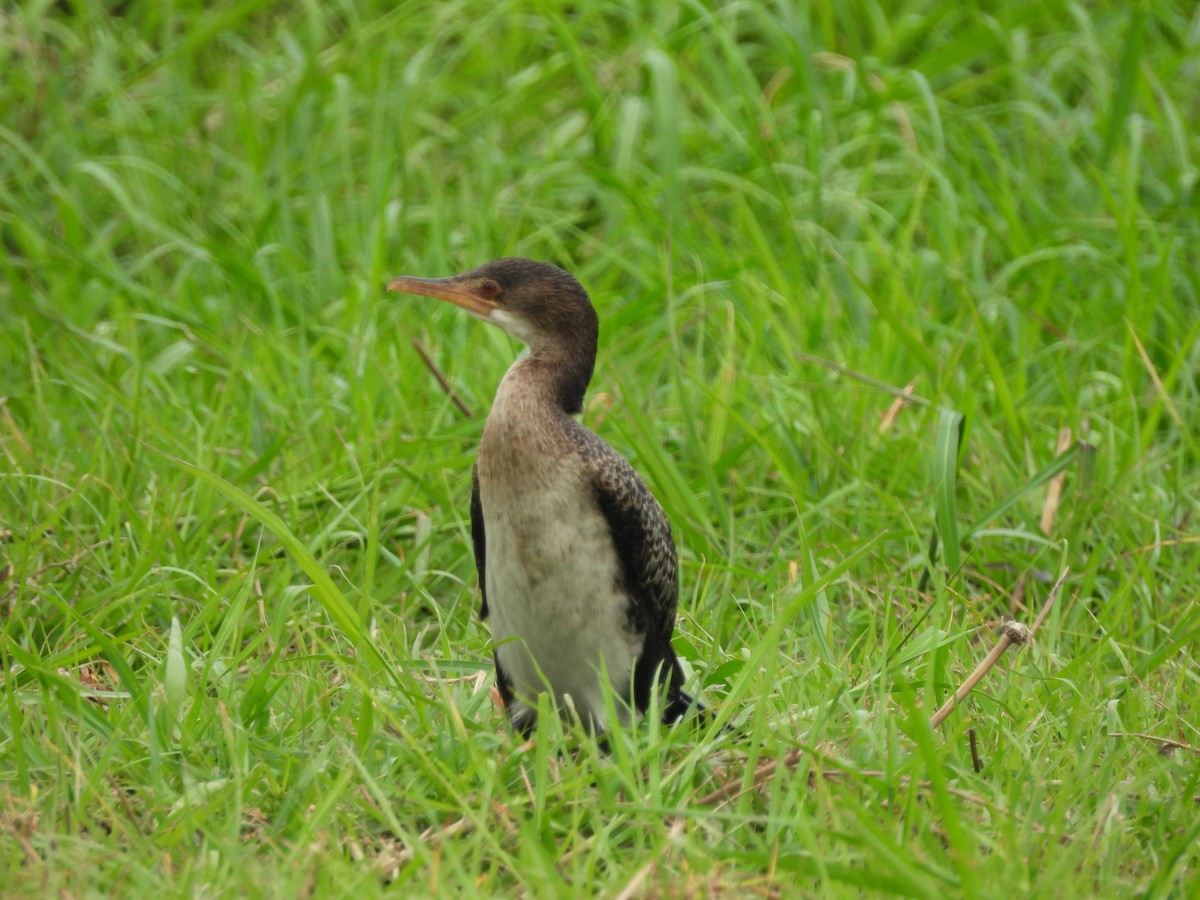Reed Cormorant - ML645859742