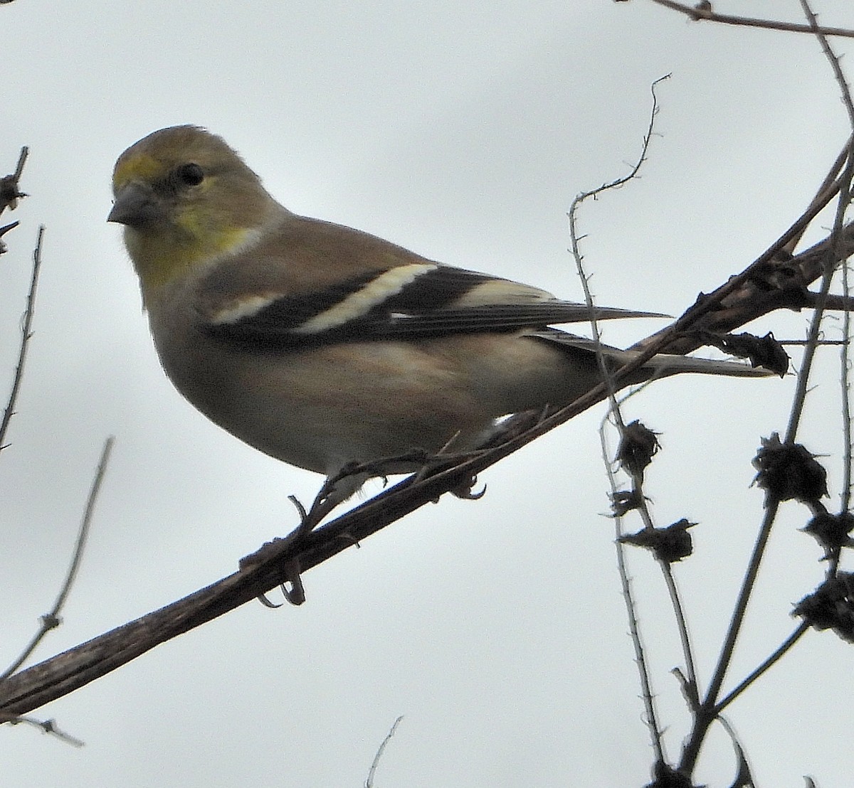 American Goldfinch - ML645859743