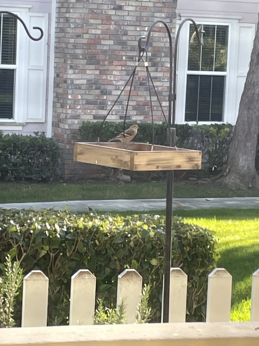 American Goldfinch - ML645859744