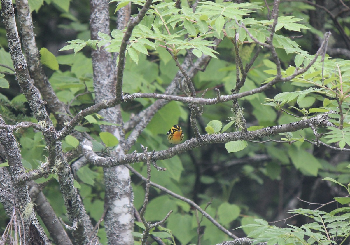 hemlokkparula - ML645859748