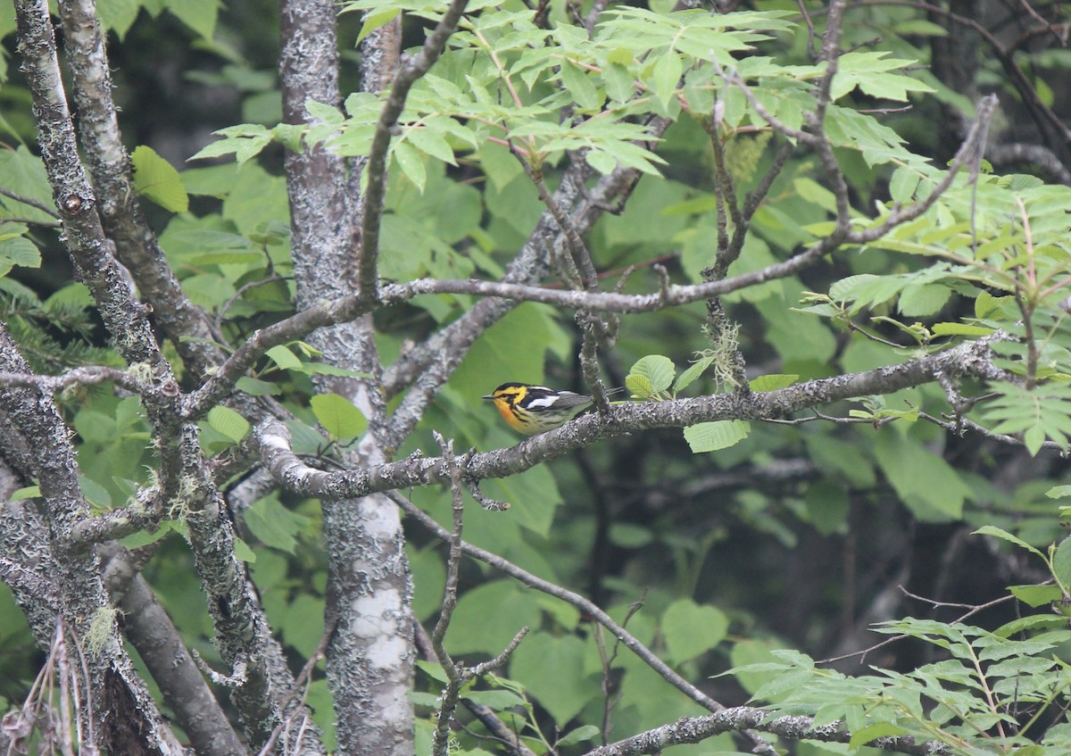 hemlokkparula - ML645859749