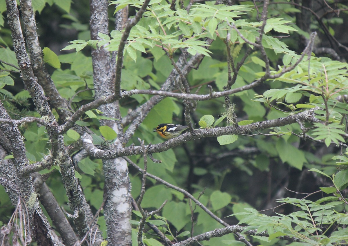 hemlokkparula - ML645859750