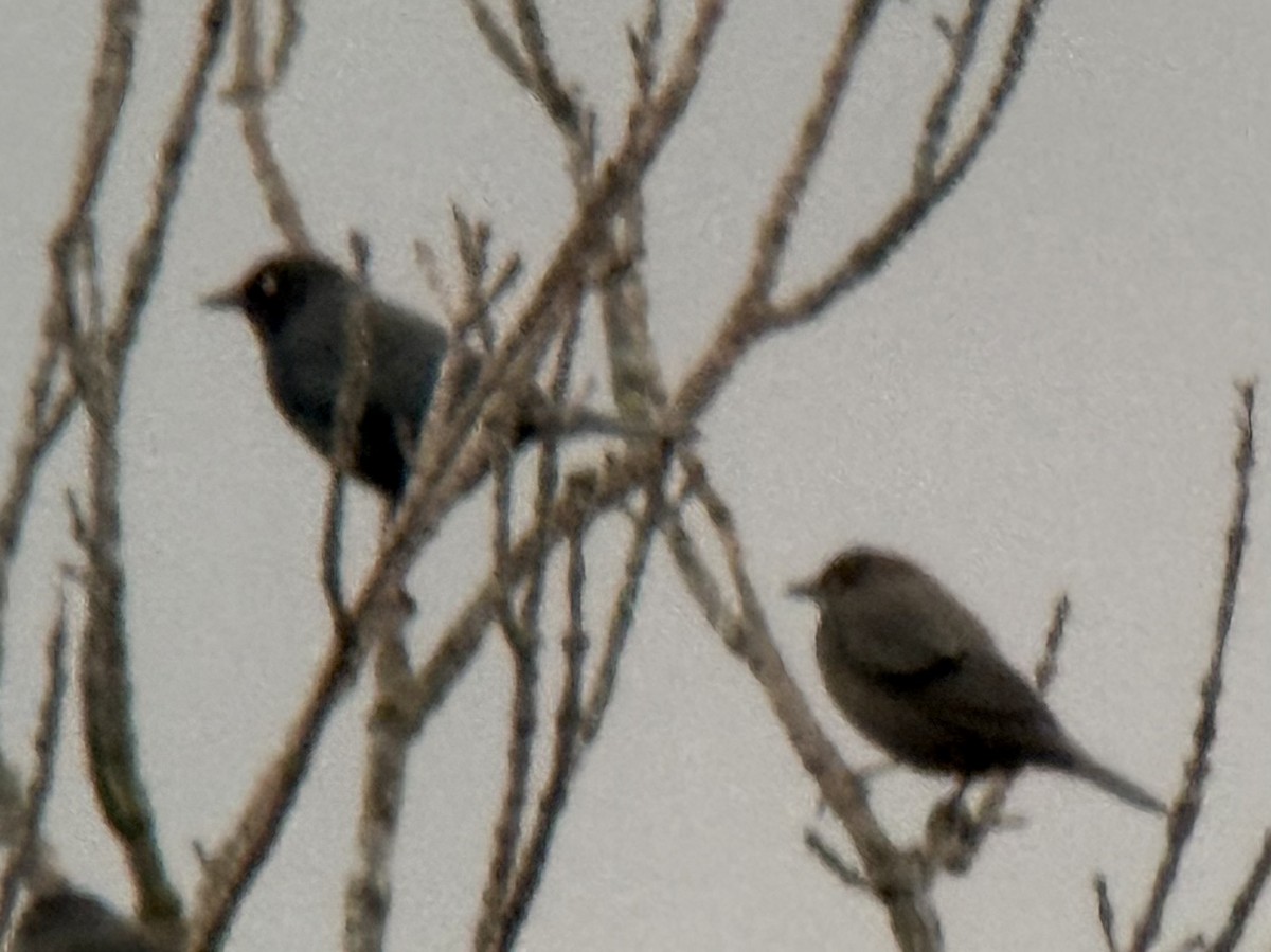 Brewer's Blackbird - ML645859756