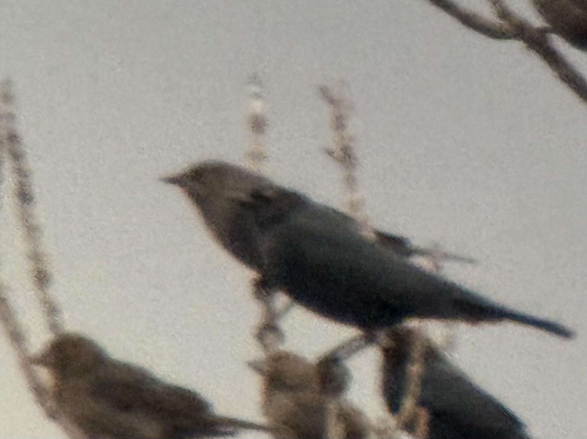 Brewer's Blackbird - ML645859757