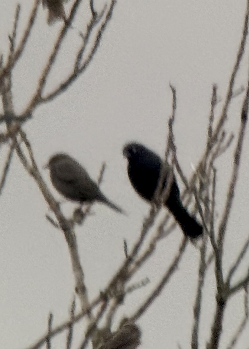 Brewer's Blackbird - ML645859758