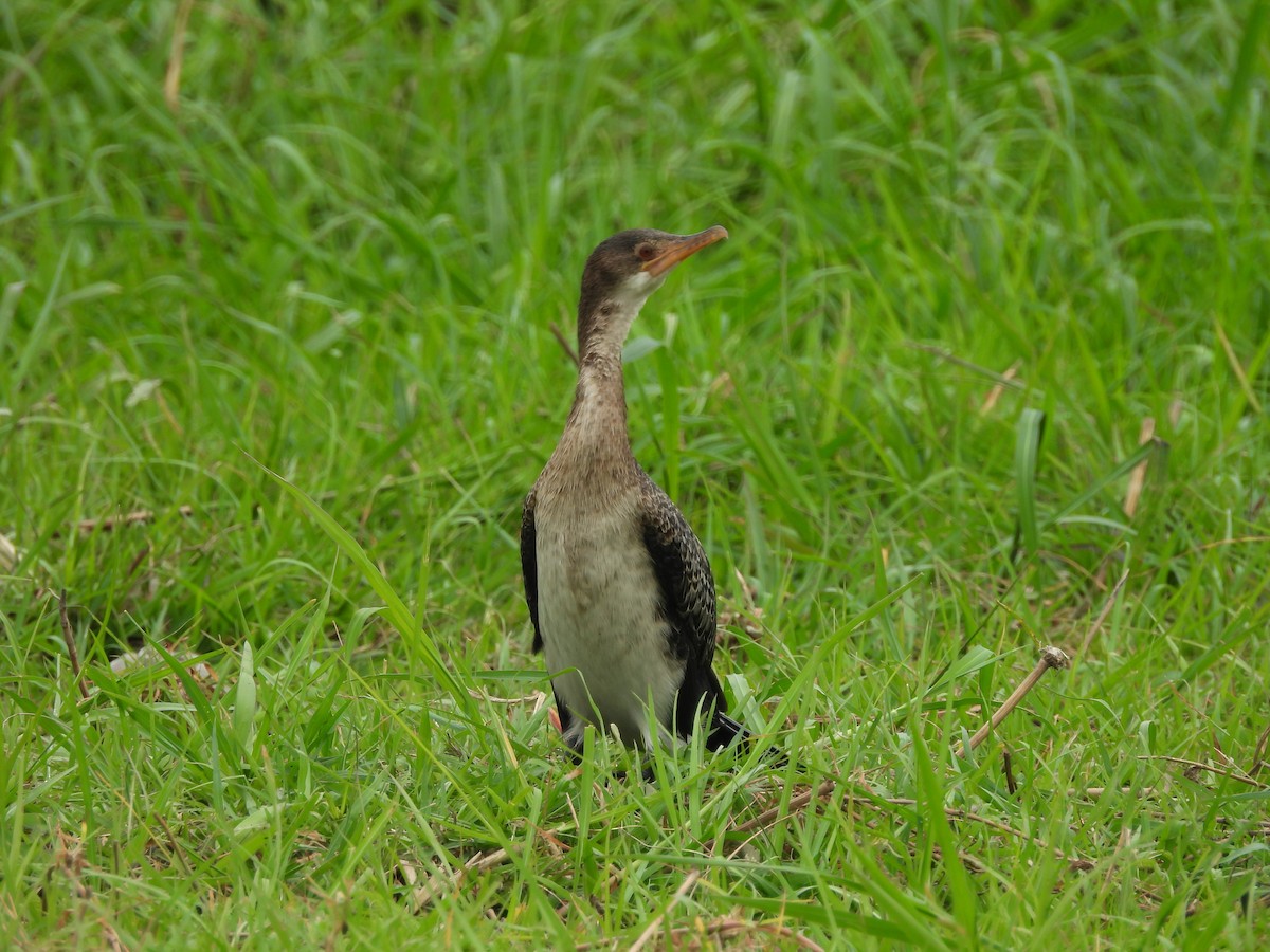 kormorán dlouhoocasý - ML645859770