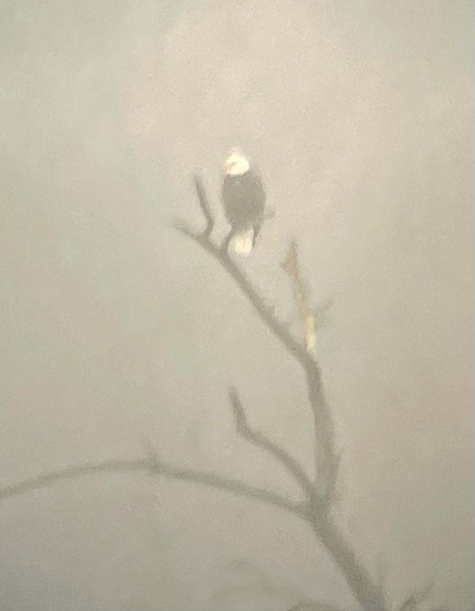 Bald Eagle - ML645859777