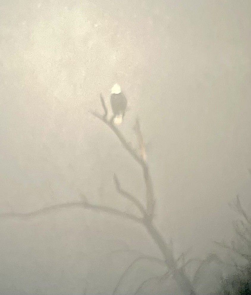 Bald Eagle - ML645859778