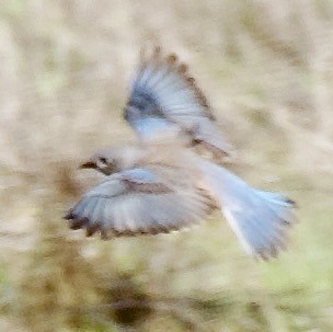 Western Bluebird - ML645859786