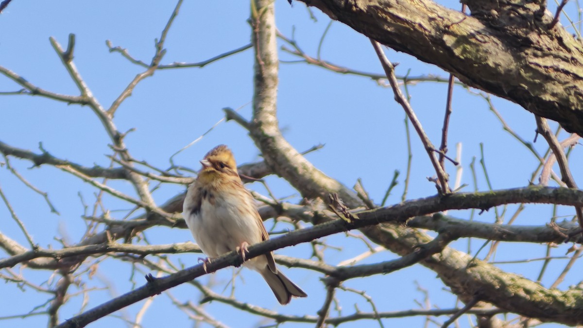 Тавт хөмрөг - ML645859797
