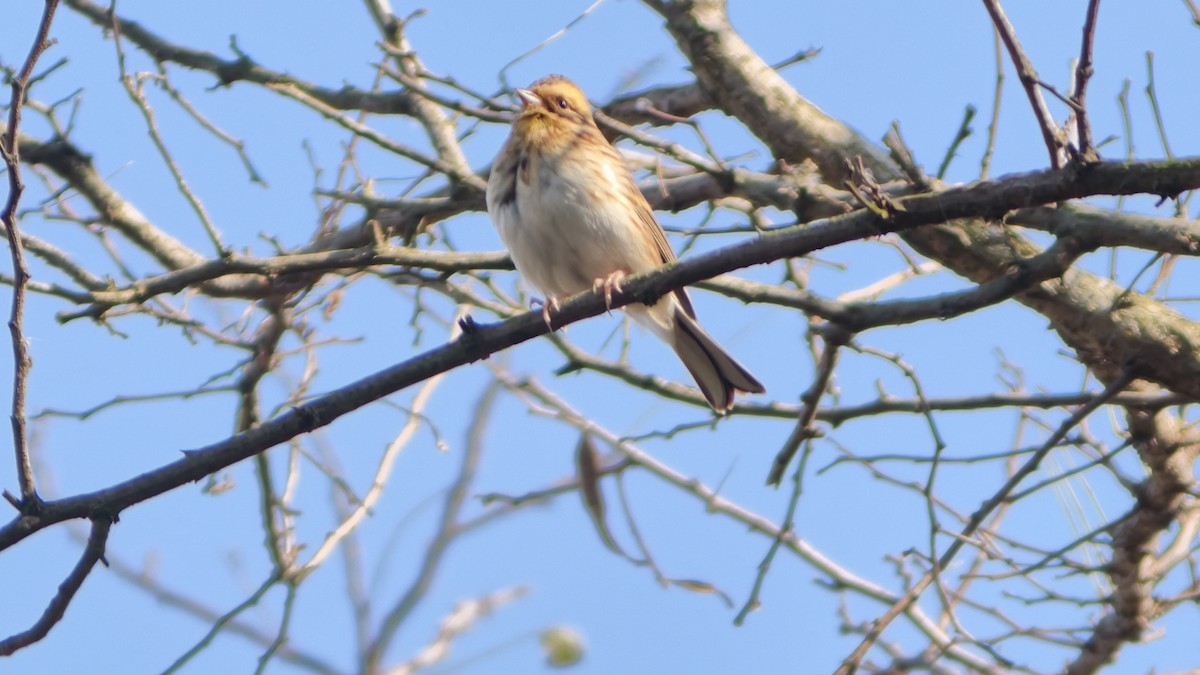 Тавт хөмрөг - ML645859798