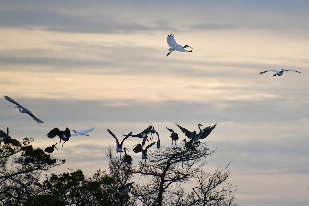 White Ibis - ML645859805