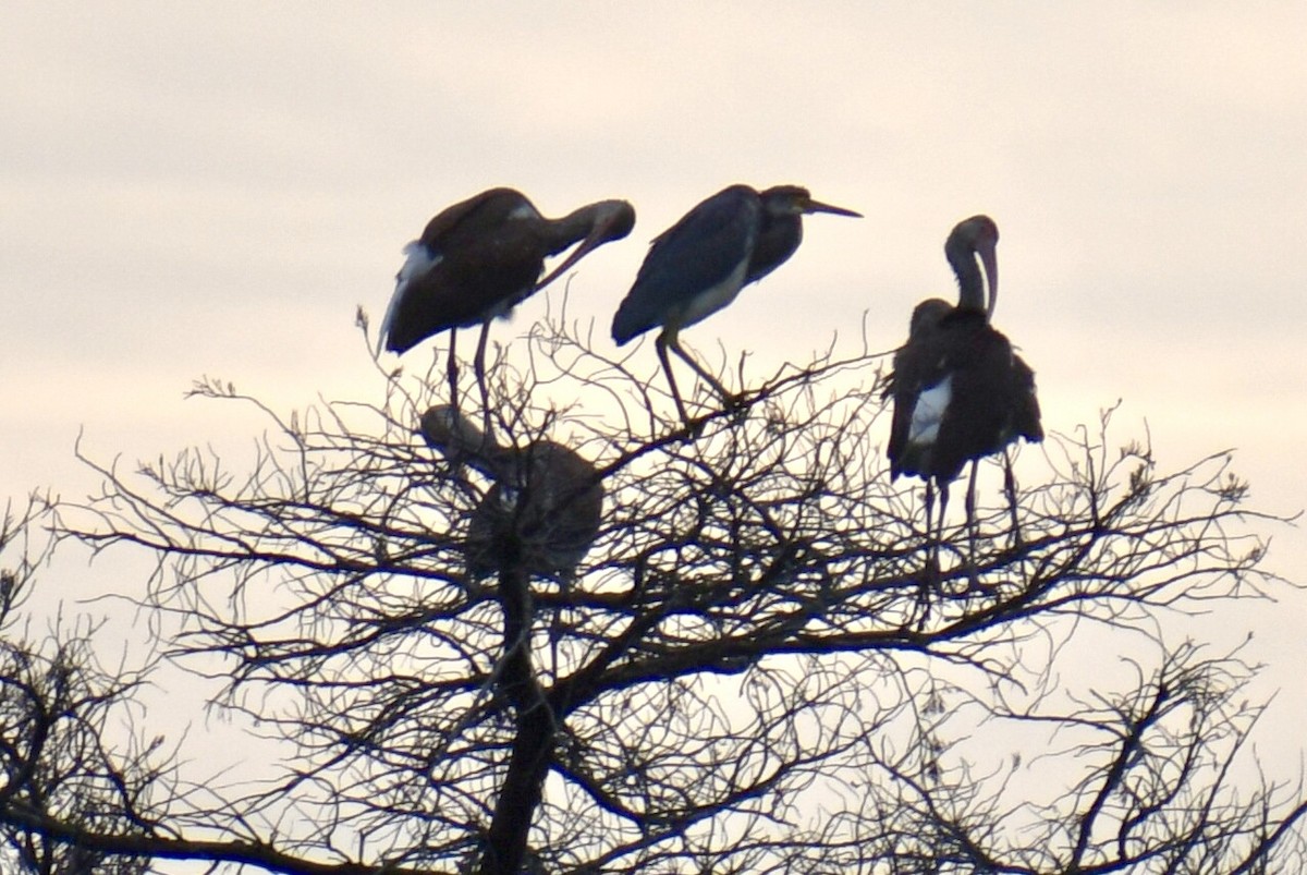 Tricolored Heron - ML645859807