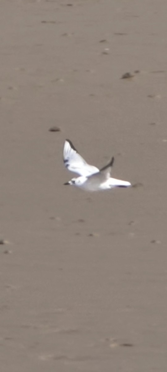 Saunders's Gull - ML645859818