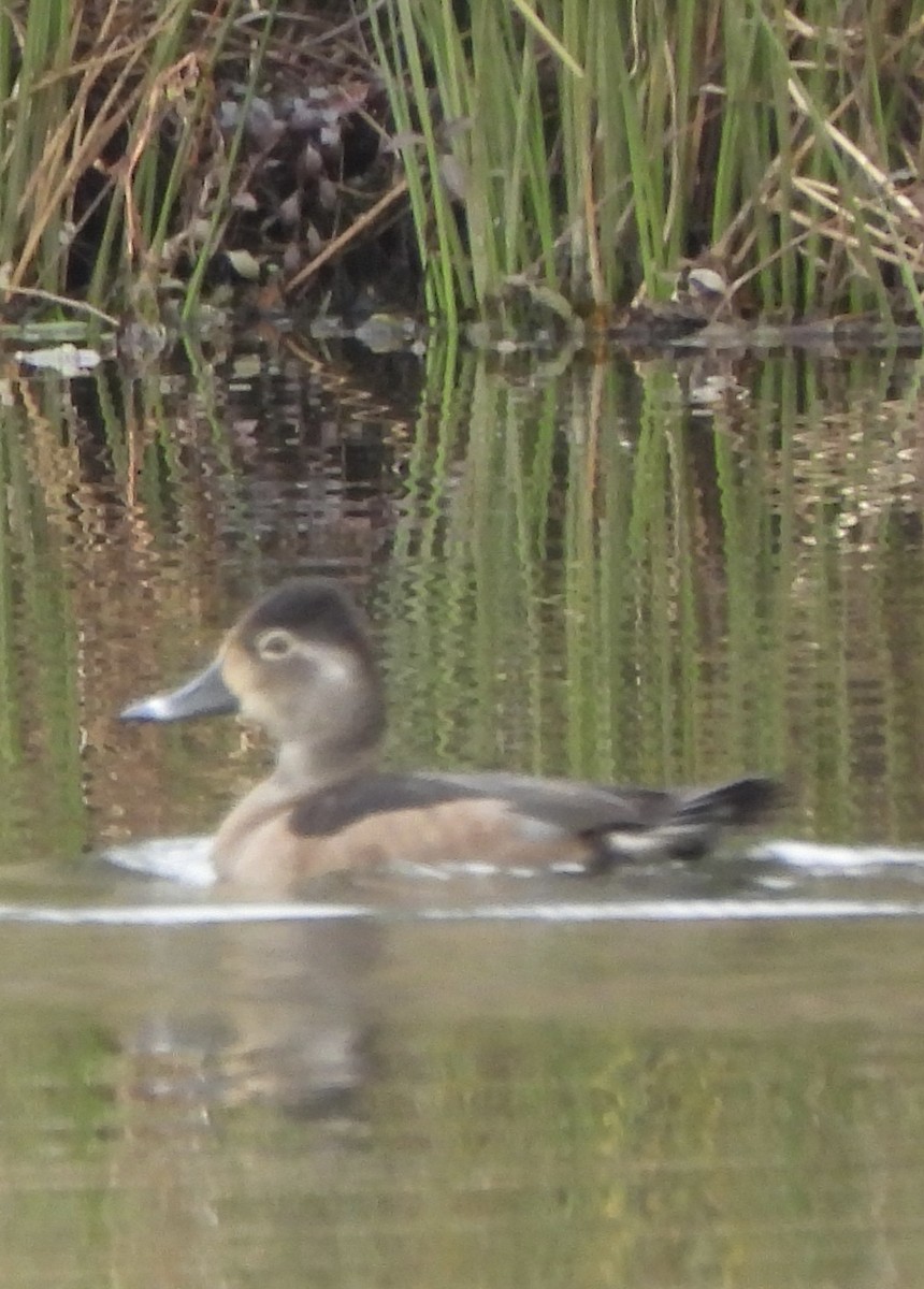 Ring-necked Duck - ML645859829