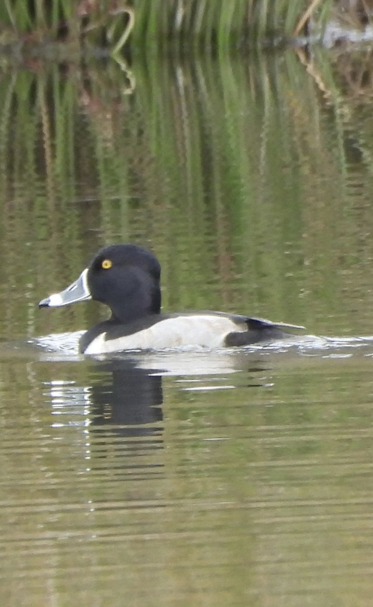 Ring-necked Duck - ML645859830