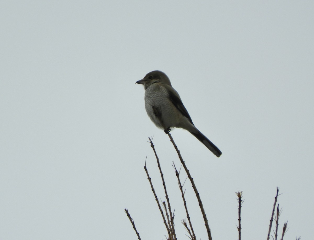 Antzandobi boreala - ML645859832