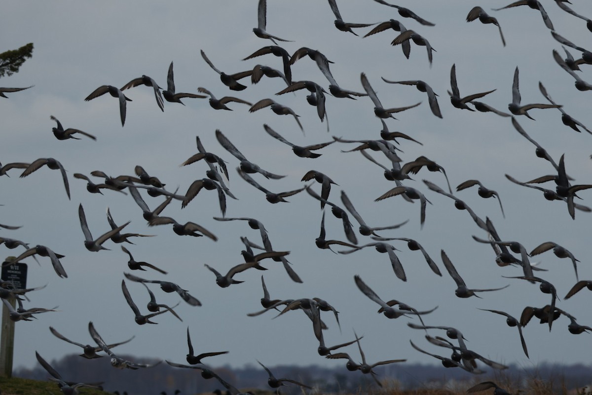 Kaya Güvercini (evcil tip) - ML645859834