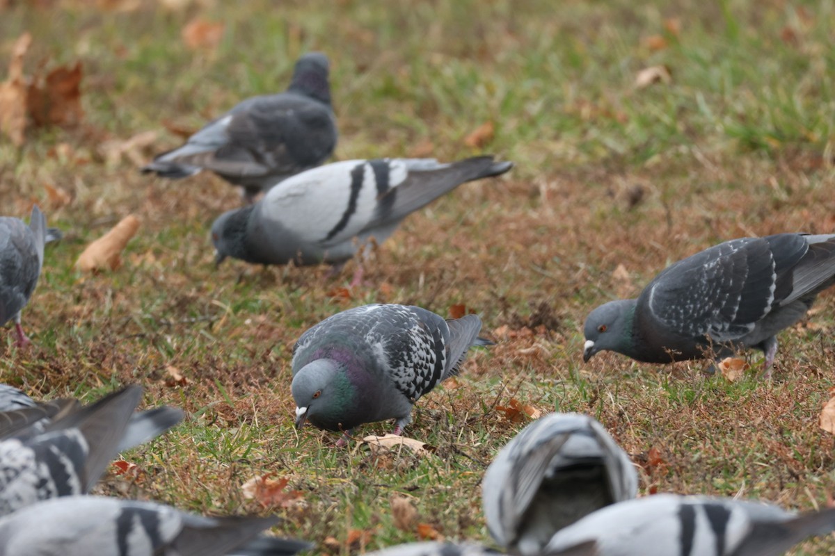 Kaya Güvercini (evcil tip) - ML645859835