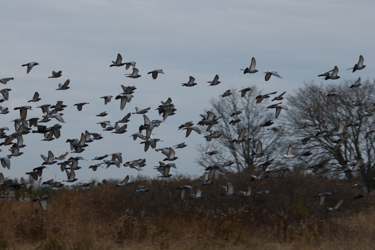 Kaya Güvercini (evcil tip) - ML645859836