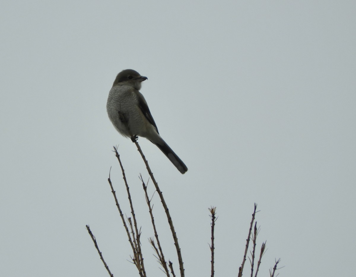 Antzandobi boreala - ML645859837