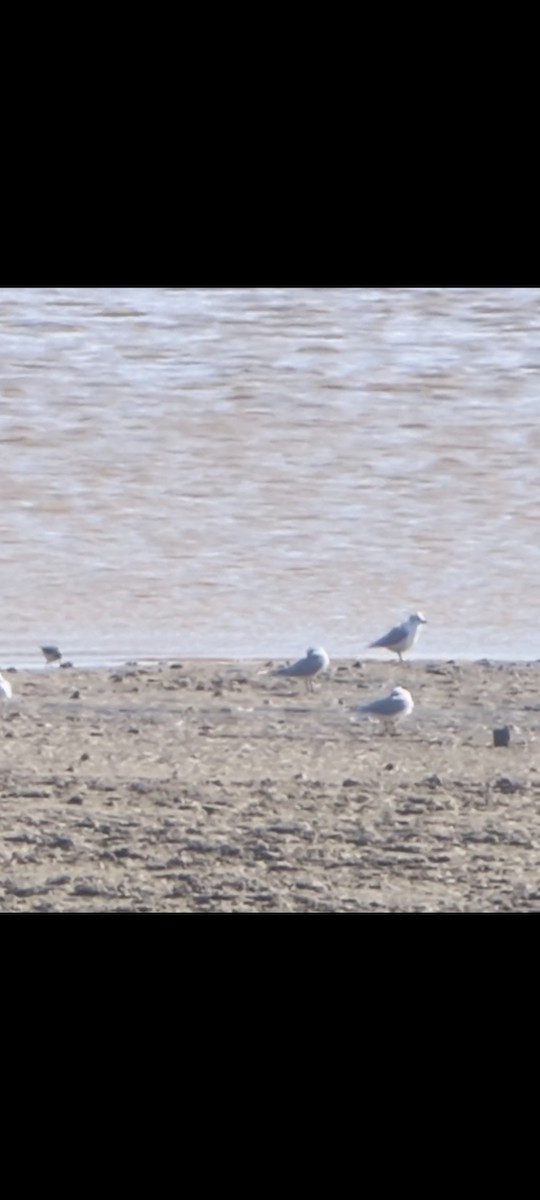 Бахим хараалай - ML645859838