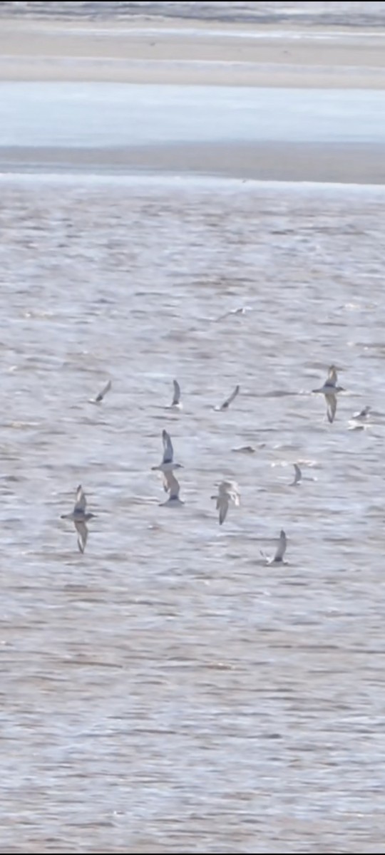 Бахим хараалай - ML645859839