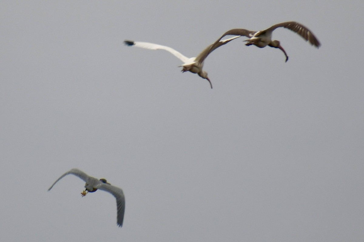 Bald Eagle - ML645859844