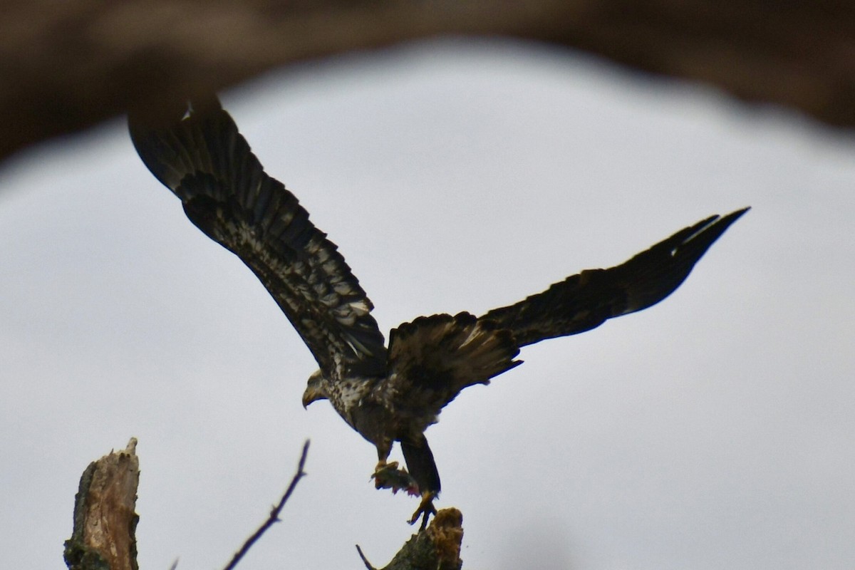 Bald Eagle - ML645859845