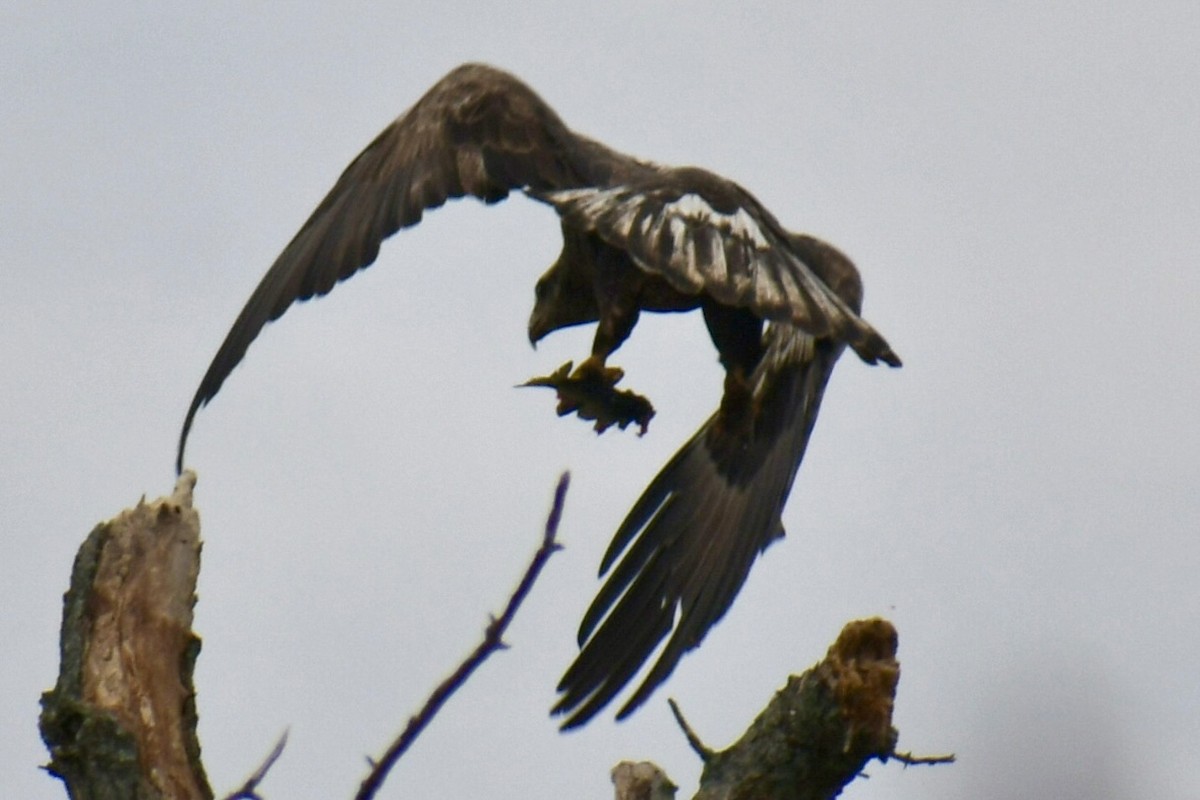 Bald Eagle - ML645859846