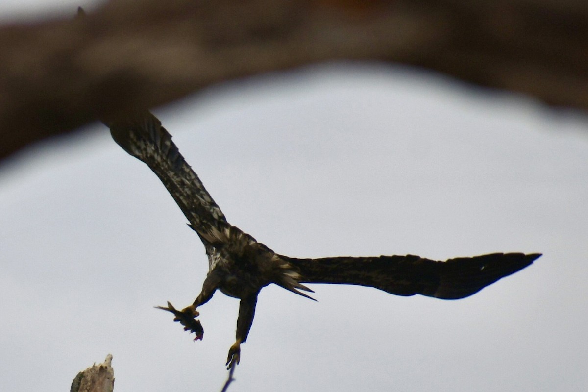 Bald Eagle - ML645859847