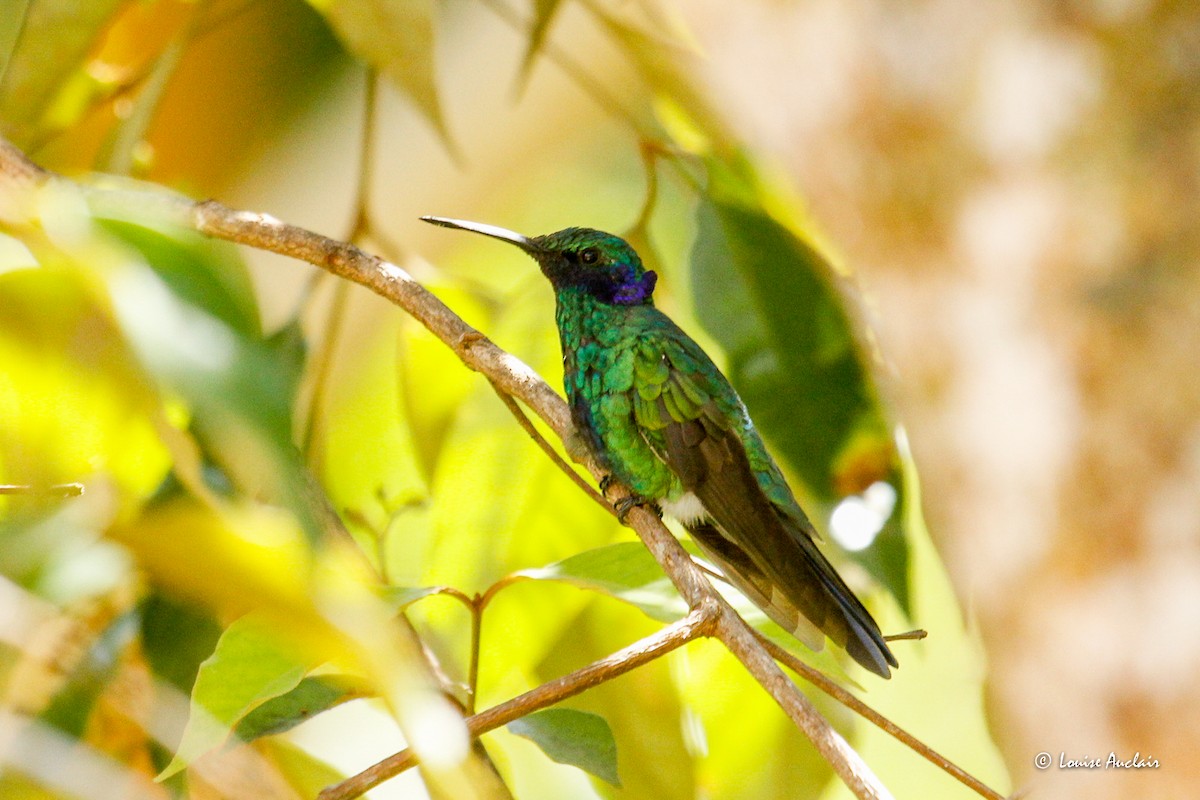 fiolørekolibri - ML645859850