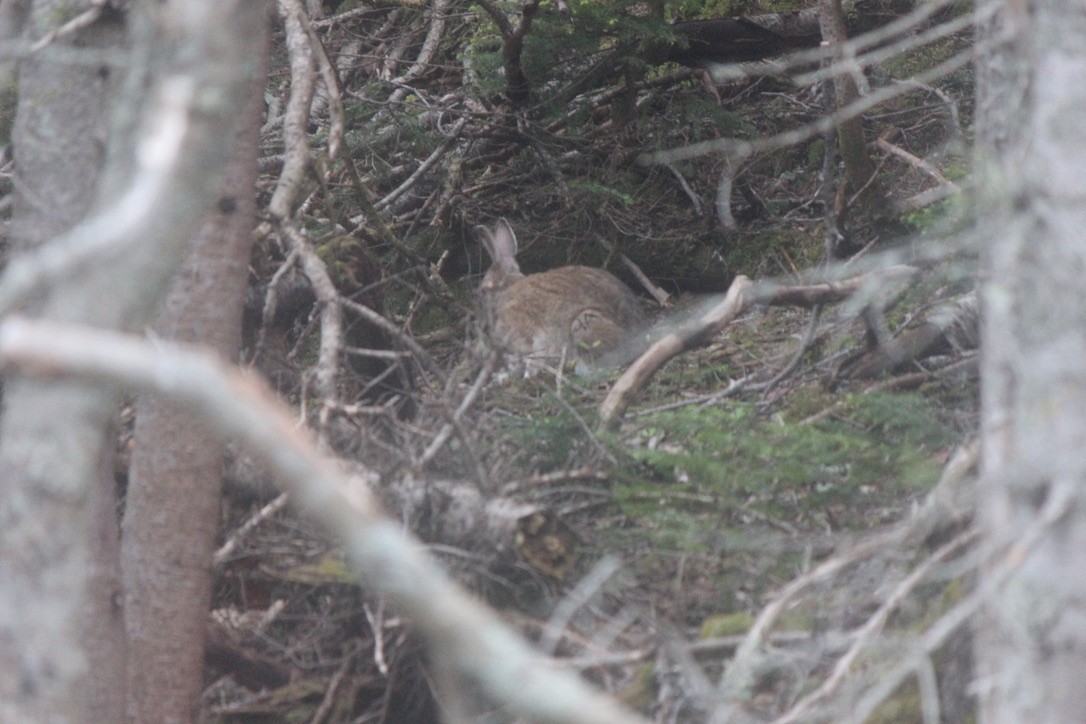 Snowshoe Hare - ML645859863