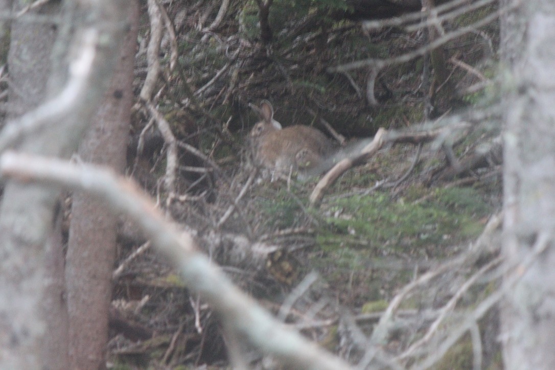 Snowshoe Hare - ML645859864