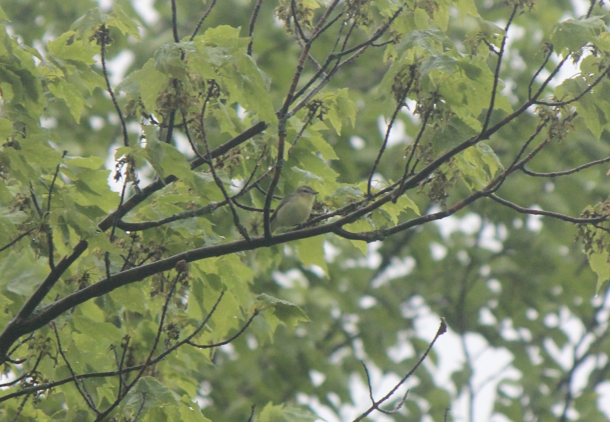 Bireo filadelfiarra - ML645859885