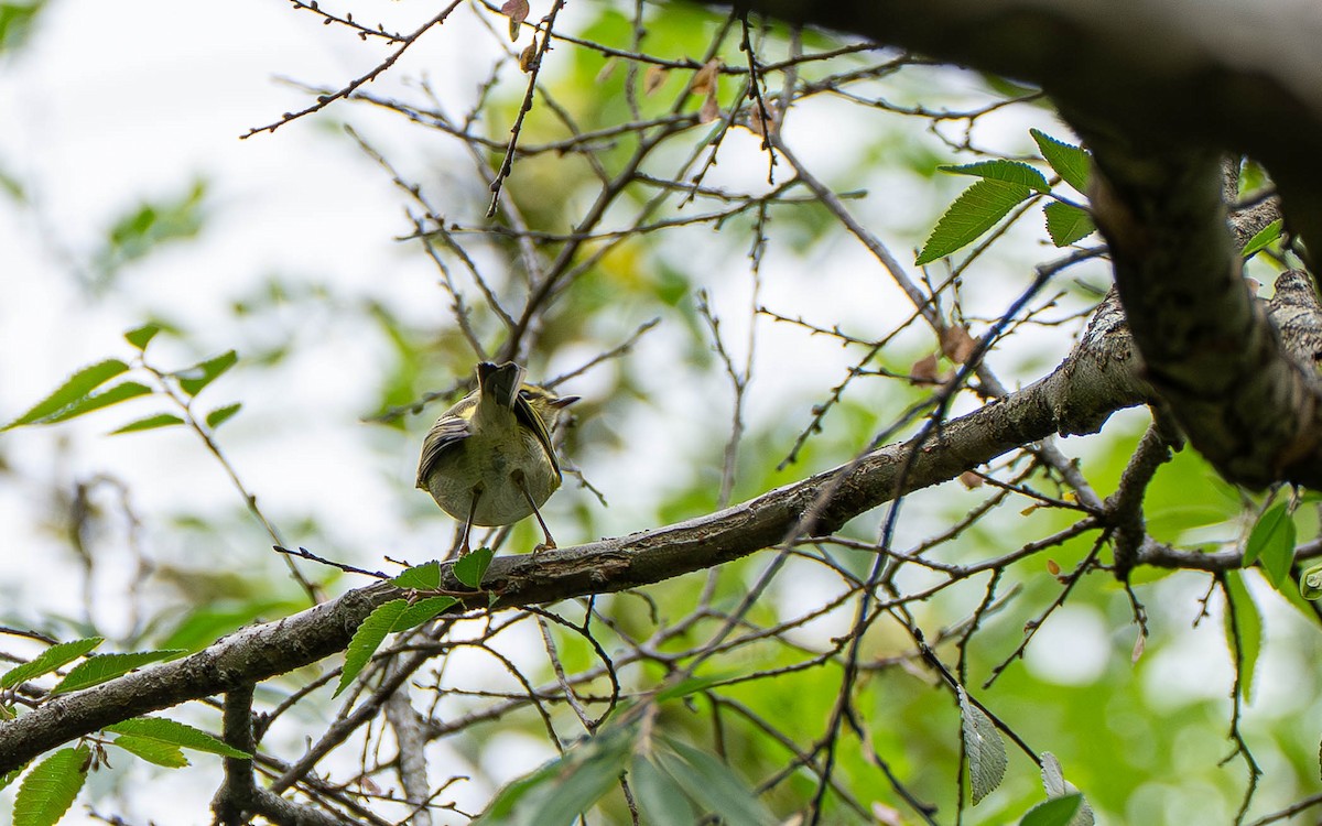 Pallas's Leaf Warbler - ML645859886
