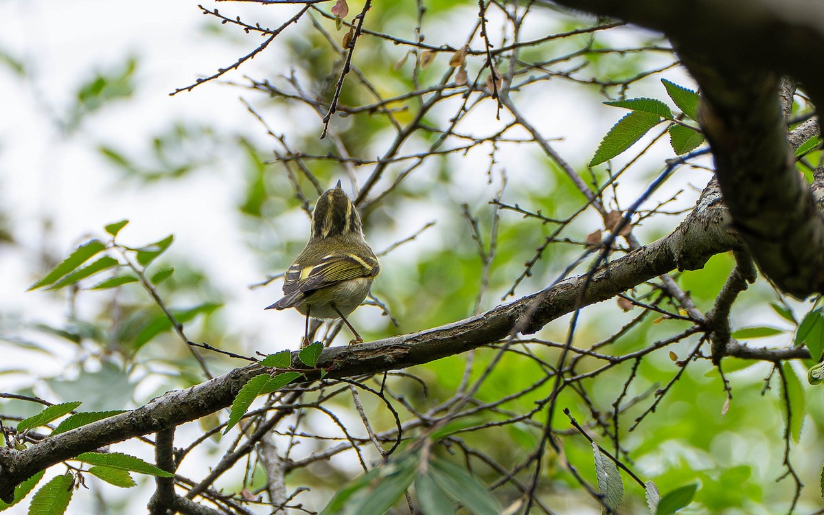 Pallas's Leaf Warbler - ML645859887
