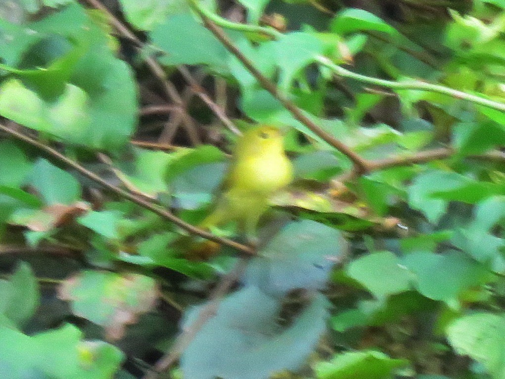 Northern Yellow Warbler - ML645859888