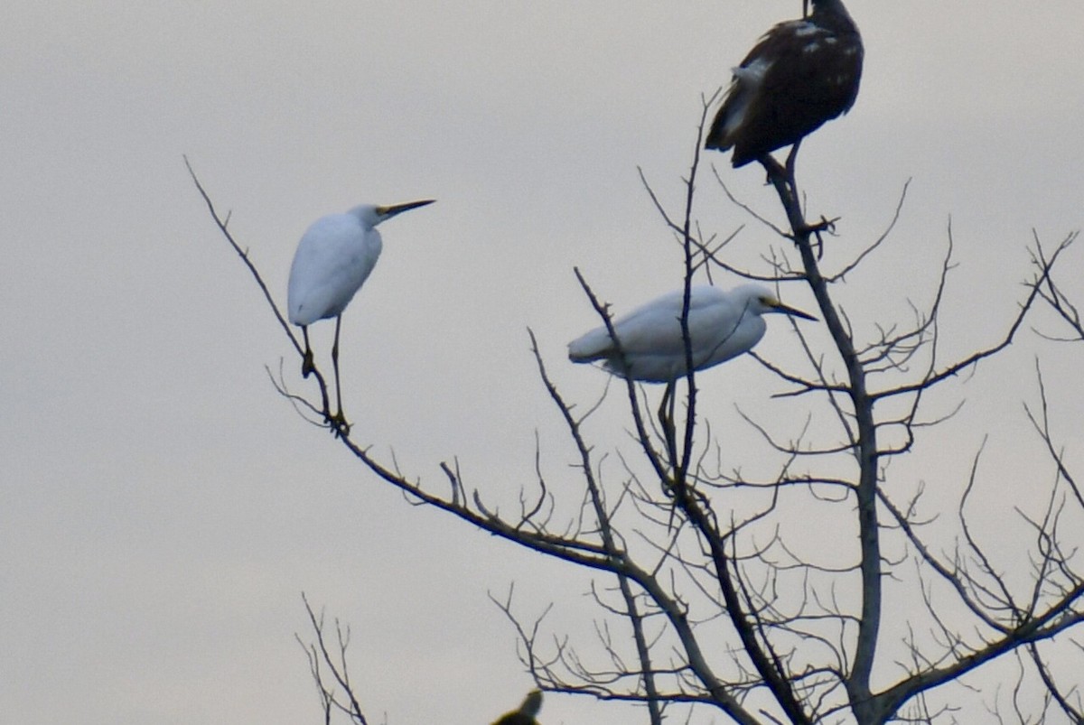 Snowy Egret - ML645859894