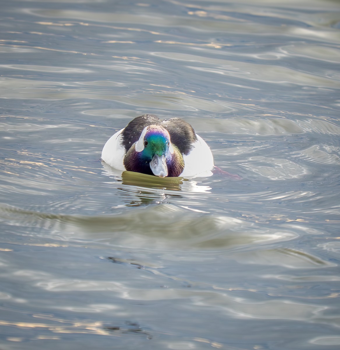 hohol bělavý - ML645859895