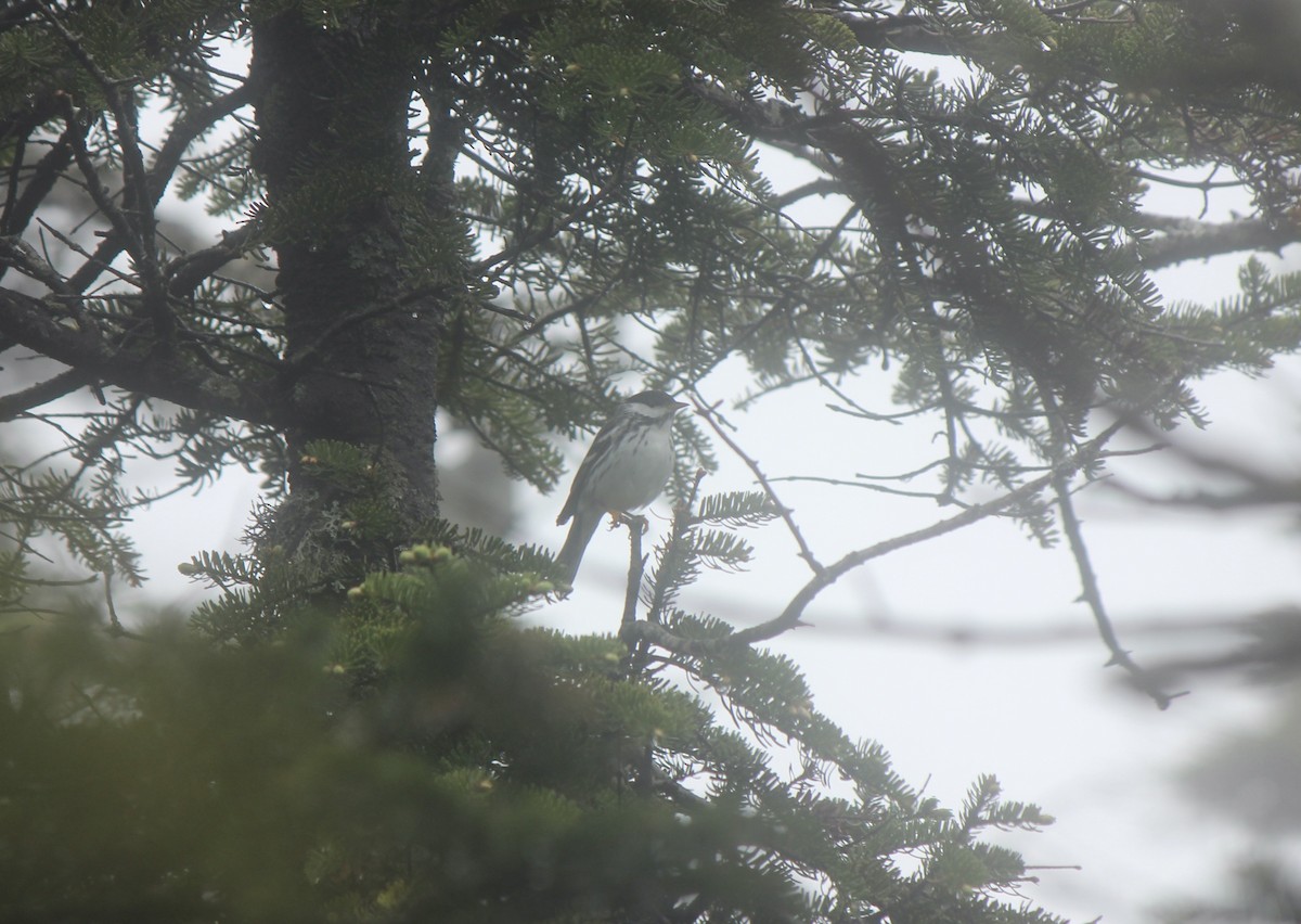 Blackpoll Warbler - ML645859898