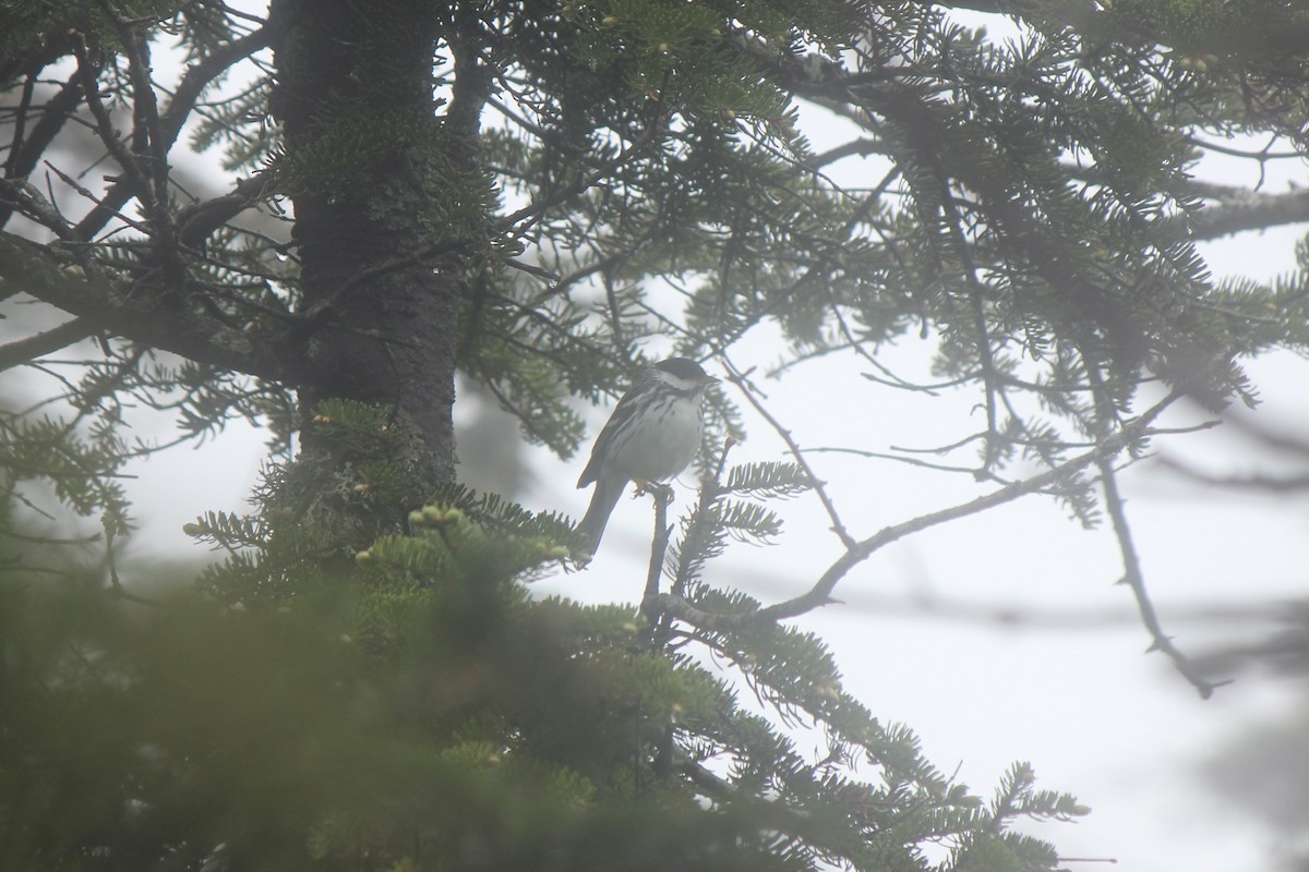 Blackpoll Warbler - ML645859899
