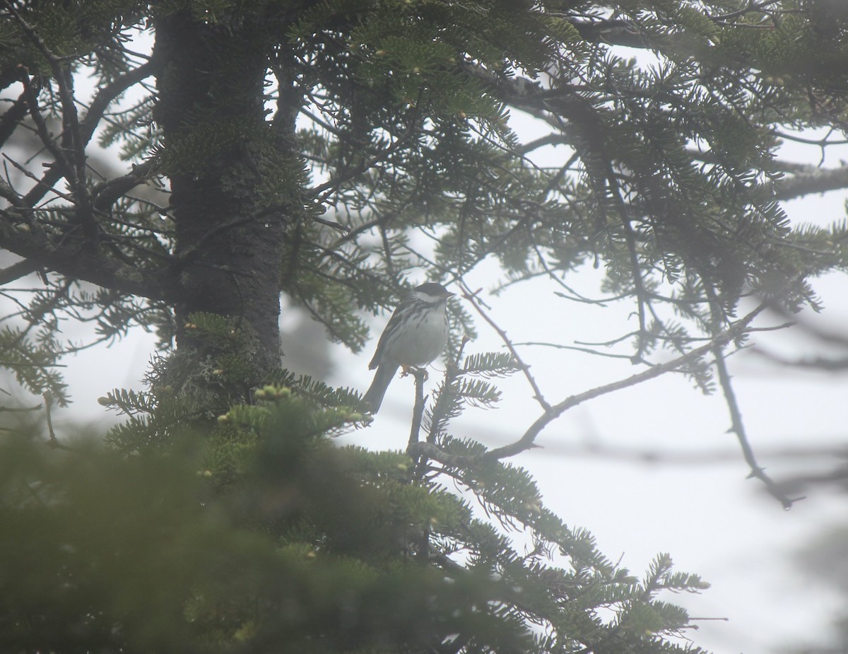Blackpoll Warbler - ML645859900