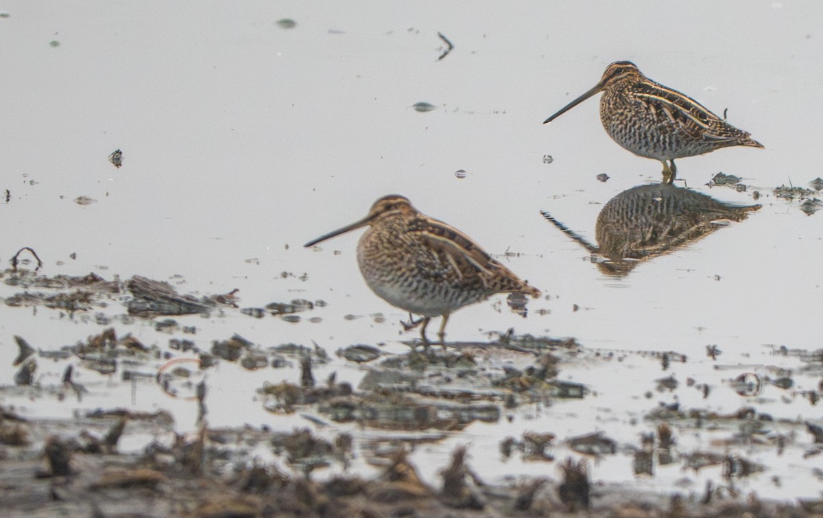 アメリカタシギ - ML645859910