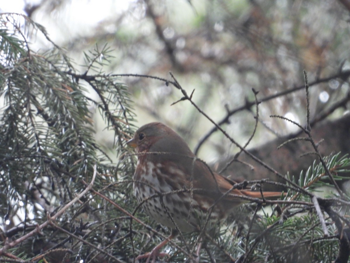 strnadec kaštanový - ML645859911