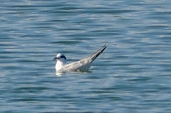 Forster's Tern - ML645859915
